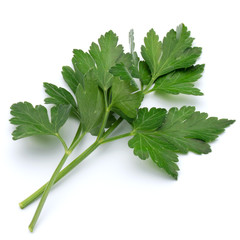 fresh parsley herb  leaves isolated on white background cutout