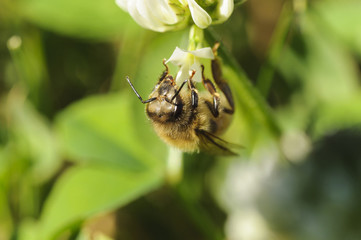 Honey Bees Pollinating Clover