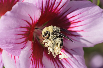 Pollen Encrusted Bumblebee On A Rose of Sharon Flower