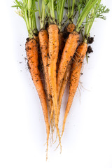 freshly picked carrots