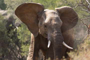 Fototapeta na wymiar Young adult elephant shaking off dust