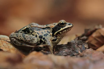 Papier Peint photo Grenouille wood frog (Rana sylvatica) 