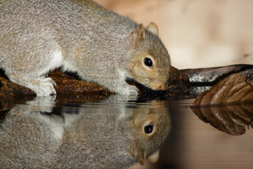 Grey or Gray Squirrel(sciurus carolinensis) reflection in a drinking pool