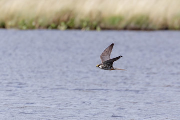 Hobby