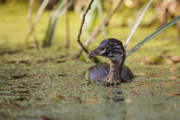 Young or juvenile Little Grebe loon or dabchick (Tachybaptus ruficollis)