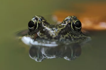 Photo sur Plexiglas Grenouille grenouille des bois (Rana sylvatica)