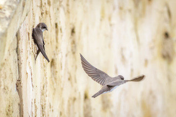 Sand Martins