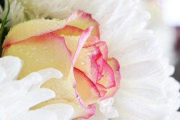 Fototapeta premium Romantic rose.