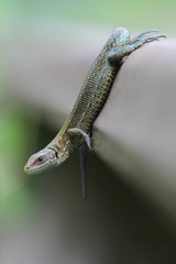 viviparous lizard or common lizard , Zootoca vivipara 