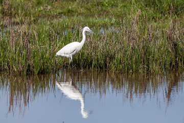 Little Egret (egretta garzetta)