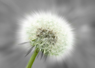 Dandelion Clock, abstract, black and white and color.
Close-up of a dandelion clock against a gray background, partly with colors. Abstract variation,soft-focus effect. 