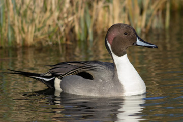 Pintail