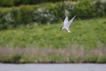 Common Tern