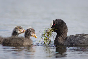 Adult Common Coot bird (fulica atra) feeding young chicks weed