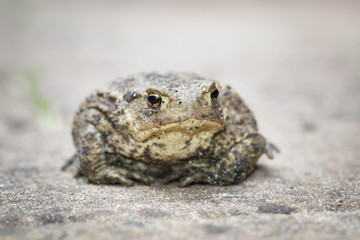 Common Toad