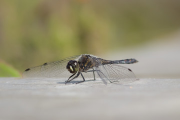 Black Darter