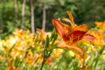Colorful Tiger Lily Garden