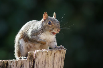 Obraz premium Grey or Gray Squirrel (sciurus carolinensis) on a tree stump