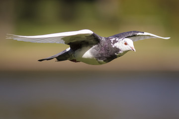 Feral Pigeon