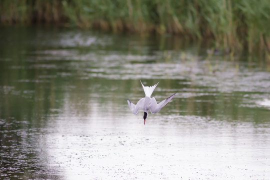Common Tern (sterna hirundo) diving into the water for a fish
