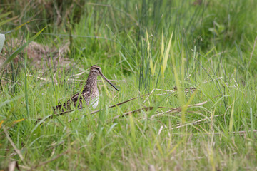 Snipe