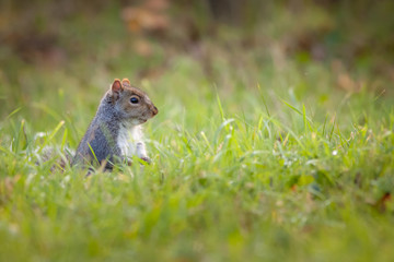 Naklejka na ściany i meble Grey or Gray Squirrel (sciurus carolinensis) half obscured in long grass on lookout