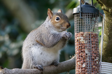 Grey Squirrel