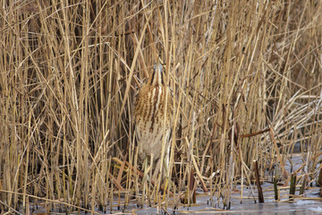 Eurasian Bittern  (Botaurus stellaris)
