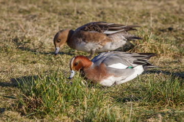 A pair of Wigeon grazing on the grass.