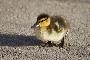Mallard Duckling