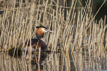 Great Crested Grebe