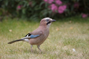 Jay