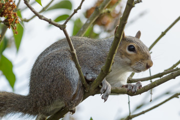 Naklejka na ściany i meble Grey Squirrel (Sciurus carolinensis) sitting in a tree