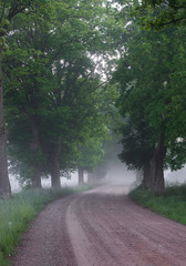 Country road running through tree alley in the morning fog, Pomerania, Poland