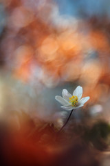 Obraz na płótnie Canvas Wood anemone