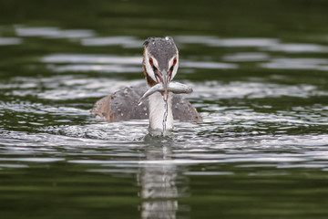 Great Crested Grebe
