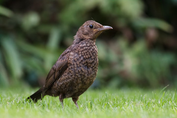 Blackbird