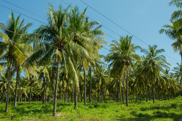 Obraz premium Palmenplantage auf Gili Trangwangan