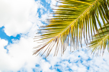 Fototapeta premium Coconut tree branch and blue sky background