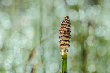 The blade of grass backlight. Russian nature