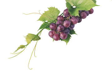 Bunch of red grapes and leaves against white background