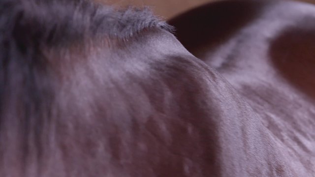 Extreme Closeup Of The Back Of A Thoroughbred Racehorse In A