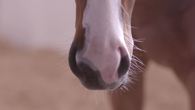 extreme closeup of a thoroughbred racehorse in a stable