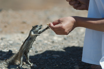 Scoiattolo che prende il cibo dalla mano