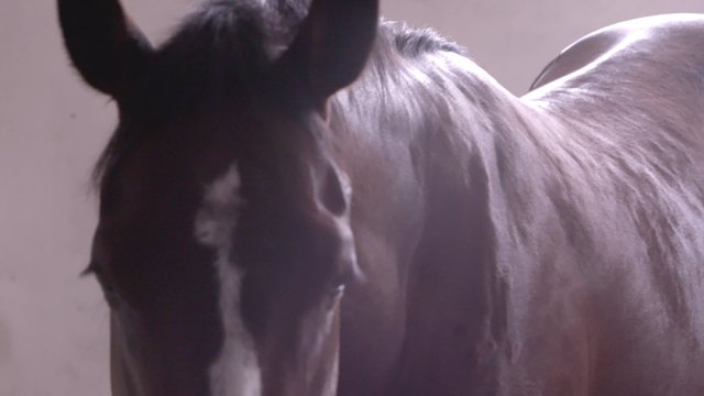 extreme closeup of the back of a thoroughbred racehorse in a