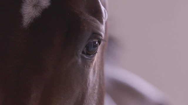 extreme closeup of the eyes of a thoroughbred racehorse in a