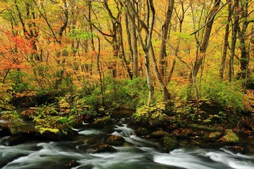 青森県十和田　紅葉の奥入瀬渓流