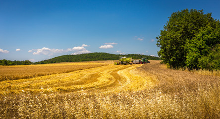 Fototapeta na wymiar Harvesting in Tuscany