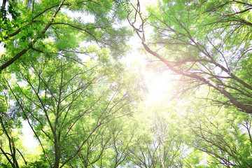 Beautiful trees in forest with sunlight