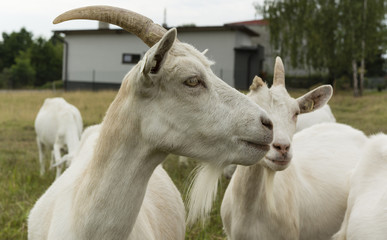 goats on pasture white